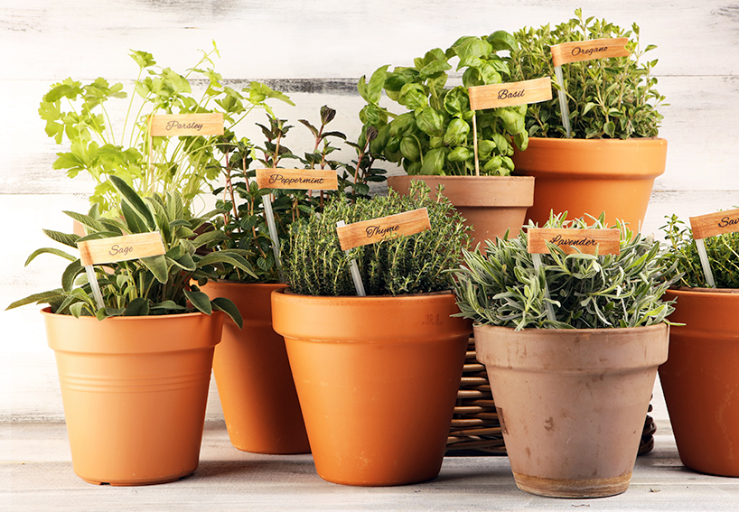 Herbs in clay pots